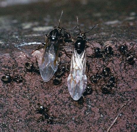 semut hitam ratu pejantan pekerja koloni
